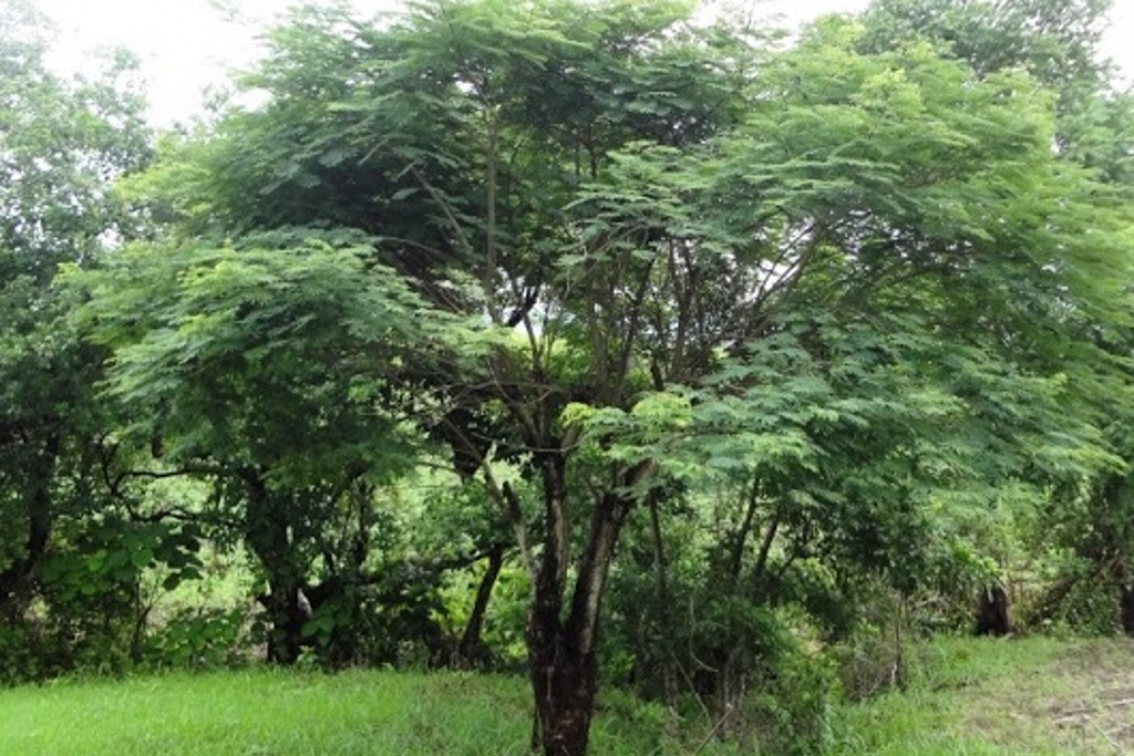 Checa que plantas y árboles generan refrescamiento y ambiente saludable en  Veracruz | Crónica del Poder