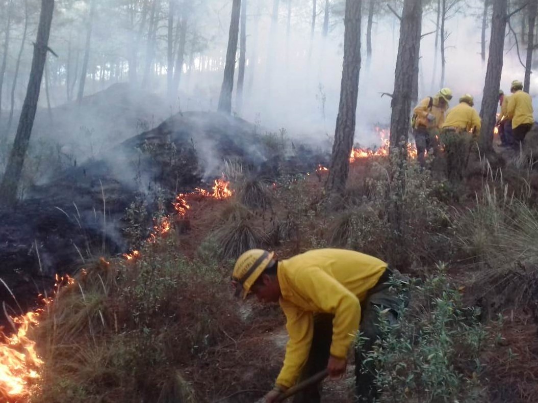 Veracruz Registra Un Total De 109 Incendios Forestales En Este Año La Mitad Que En 2019 0949